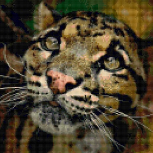 Op de afbeelding: Close-up van het gezicht van een nevelpanter, met zijn kenmerkende gevlekte vacht. De afbeelding benadrukt de amberkleurige ogen, de roze neus en de lange snorharen van het dier. De achtergrond is een mozaïek van bruin en groen.