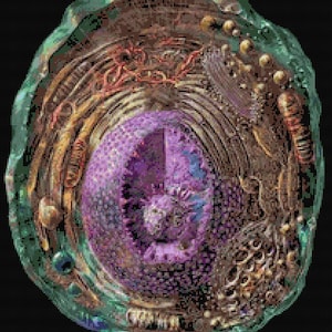 Può includere: Primo piano di una cellula con un nucleo viola circondato da una membrana esterna verde e altre strutture interne.