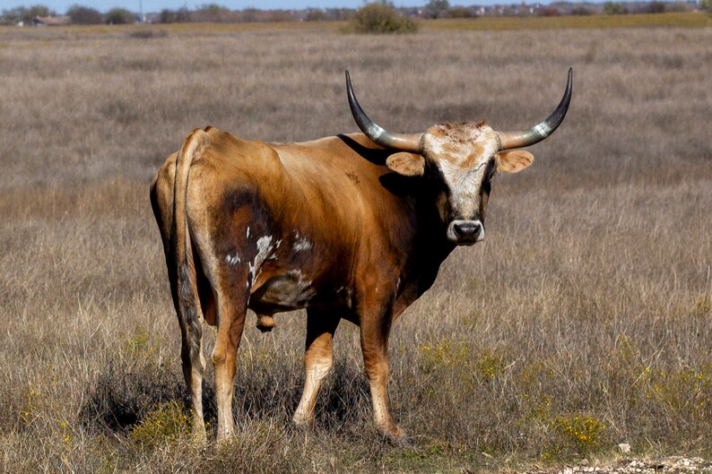 Take Life by the Horns Etsy