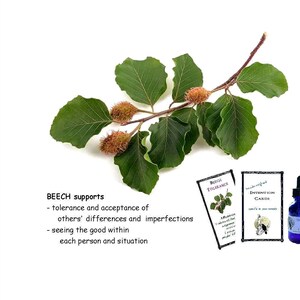 BEECH flower essence, pellets/drops, teaches how to see good in everyone, encourages &quot;acceptance of others&#39; differences/imperfections.&quot; FES