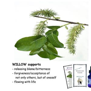 WILLOW flower essence, pellets/drops, imparts &quot;acceptance, forgiveness; liability of one&#39;s actions, flowing with life.&quot;    FES