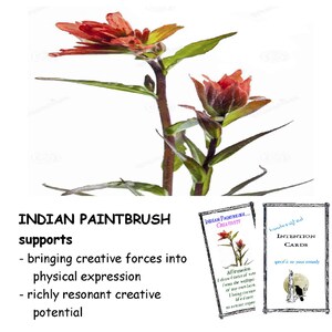 INDIAN PAINTBRUSH flower essence, pellets/drops, supports &quot;harnessing spiritual energy for artistic purposes&quot;  FES