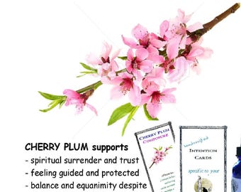 CHERRY PLUM flower essence: Trust & Equanimity