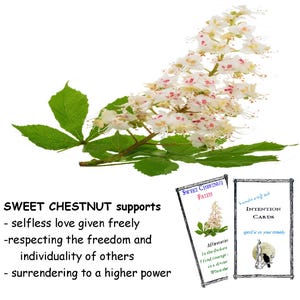 SWEET CHESTNUT flower essence, pellets/drops, develops &quot;deep courage/faith in knowing and trusting the spiritual world.&quot;   FES