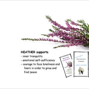 HEATHER flower essence, pellets/drops, promotes &quot;inner tranquility; emotional self-sufficiency.&quot; FES