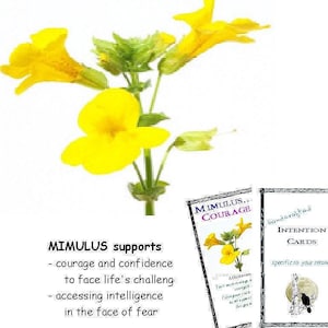 MIMULUS flower essence, pellets/drops, induces &#39;courage and confidence to face life&#39;s challenges.&quot;  FES