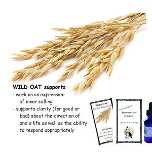 WILD OAT flower essence, pellets/drops, teaches how &quot;work is an inner calling, an outward life-shine of inner goals&quot; FES