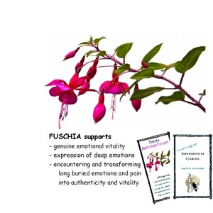 FUSCHIA flower essence, pellets/drops, supports &quot;clarity of mind, breaks the chains of habitual thinking and emotions&quot; (FPE)