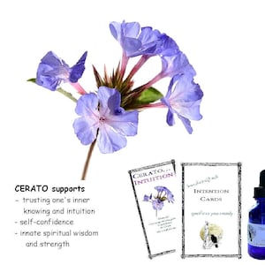 CERATO flower essence, pellets/drops, teaches/supports trust of &quot;inner knowing, intuition, self-confidence, certainty.&quot; FES