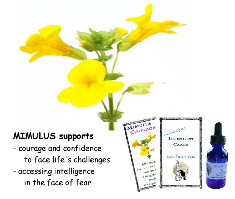 SEPARATION ANXIETY Pet Flower Essence Formula 1 Fl. Oz Veterinar Can Be