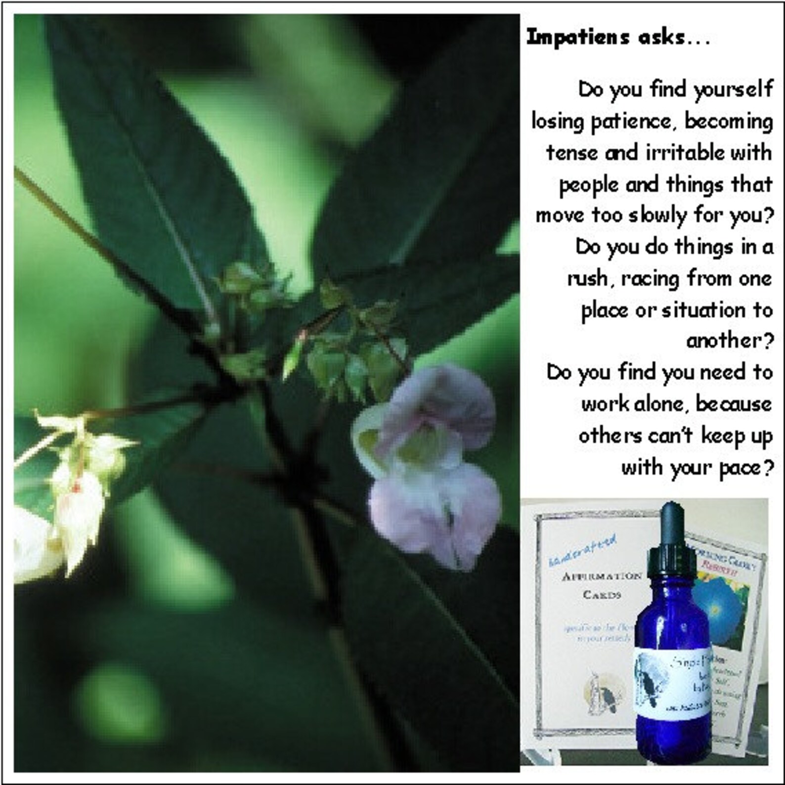 IMPATIENS flower remedy 1 fl. oz instills patience Etsy