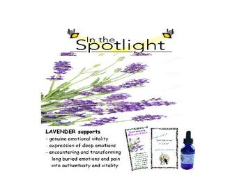 LAVENDER flower essence: Higher Self Integrates into the Personality