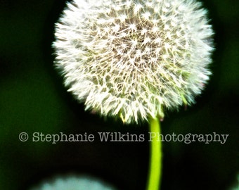 Dandelion Close-Up