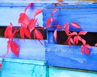 Red Ivy on Blue Crates