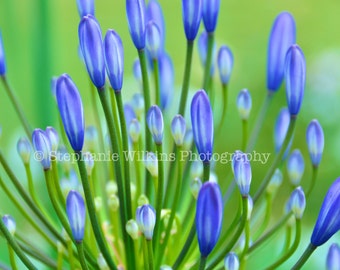 Blue Flower Close-Up