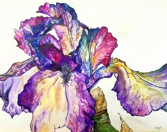 Iris