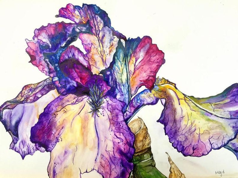 Pode incluir: Uma pintura em aquarela de uma flor de &iacute;ris roxa e amarela. A flor est&aacute; em plena flora&ccedil;&atilde;o e tem um design delicado e intrincado. O fundo &eacute; branco.