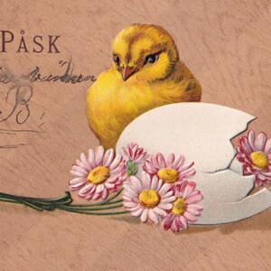Joyeuses Pâques des années 1915 - Belle carte postale suédoise en relief - Naissance d'un poussin avec des fleurs de marguerite - Carte vintage avec du poulet