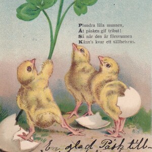 Joyeuses Pâques 1903 - Belle carte postale vintage suédoise de voeux - Oeufs cassés, naissance de poussin, trèfle de campagne - carte éphémère nature Glad Pask