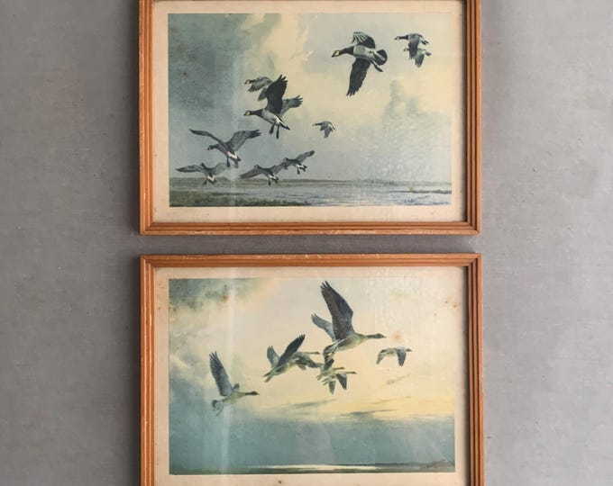 1940s framed bird pictures Barnacle Geese John Cyril Harrison