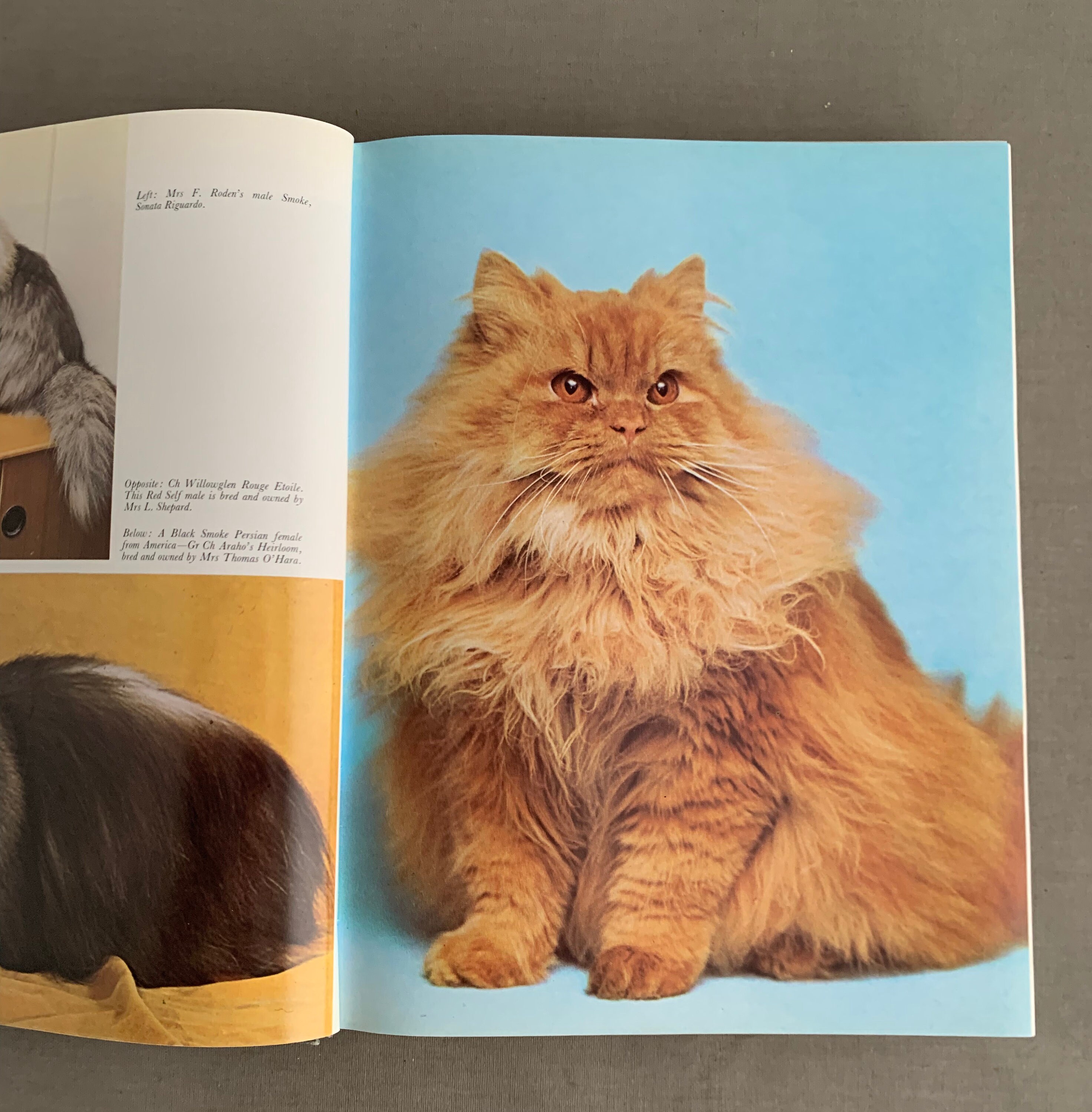The Complete Cat Encyclopedia - Etsy