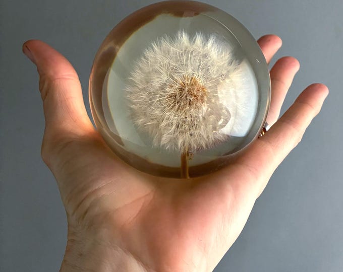 Dandelion resin paperweight featuring a real seed head