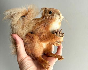 taxidermy squirrel