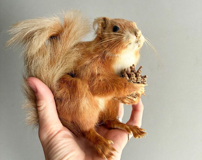 taxidermy squirrel