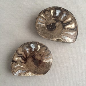 Ammonite Fossilien