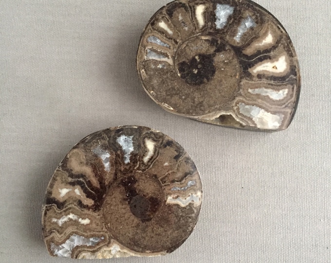 Ammonites fossils