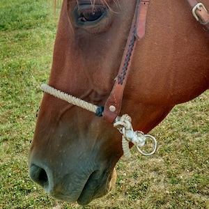 May include: Close-up of a brown horse's face with a leather halter and a rope halter. The horse's eye is visible, and the halter is fastened with a metal buckle.