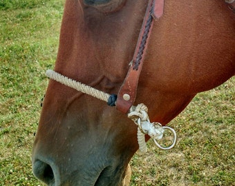 May include: Close-up of a brown horse's face with a leather halter and a rope halter. The horse's eye is visible, and the halter is fastened with a metal buckle.