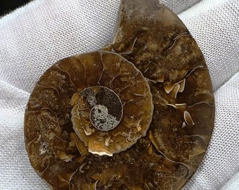 Natural Ammonite Rust Brown Fossil Cabochon Slice Natural Back