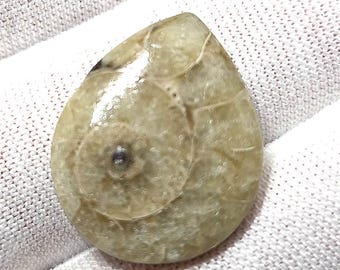 Small Natural Beige Ammonite Teardrop Fossil Cabochon