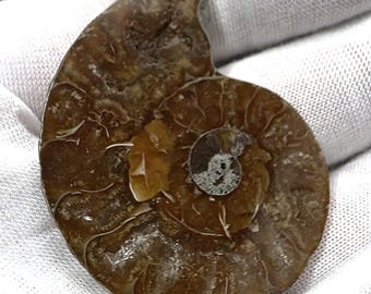 Natural Ammonite Fossil Slice Cabochon Rust Brown with Crystal Pocket
