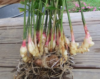 Galangal: Thai Culinary Ginger