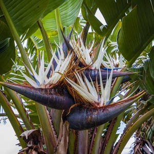 White Bird of Paradise Plant – Live Tropical plant  Strelitzia Nicolai
