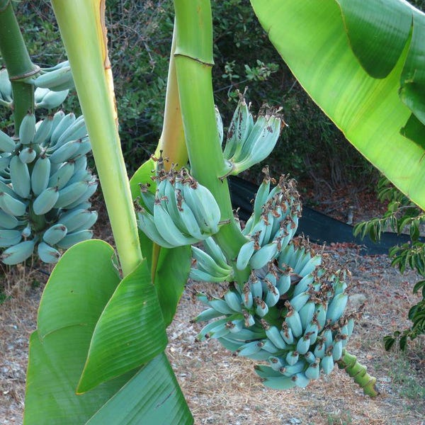 Musa ‘Ice Cream’ Banana – Live Plant