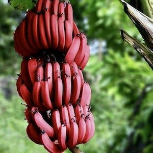 May include: A cluster of vibrant red bananas hangs from a tree branch. The bananas are a deep red color, with a slightly curved shape. The background is a blurred green, suggesting a natural outdoor setting. The bananas are ripe and ready to eat.