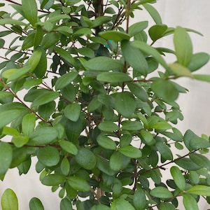 Simpson Stopper Starter Plant - Florida Native