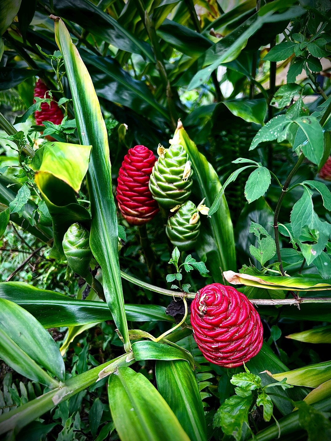 black cardinal plant Philodendron 'Black Cardinal'