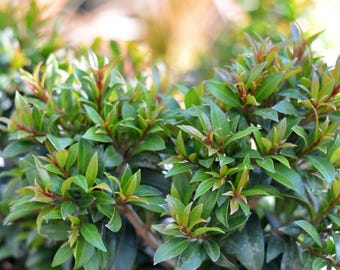 Eugenia globulus – Live Starter Plant | Rare Tropical Evergreen Shrub