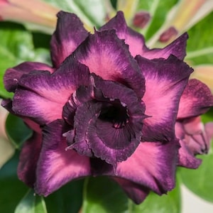 Double Purple Adenium | Desert Rose Live Plant