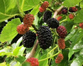 Dwarf Everbearing Mulberry – Continuous Harvest  Compact Fruit Tree | Live Starter Plant
