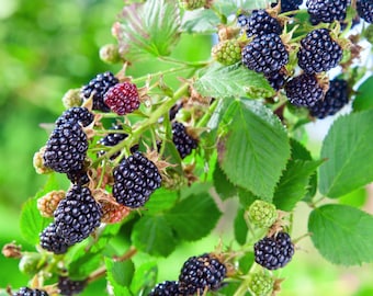 May include: Close-up of a blackberry bush with ripe, dark purple berries and green leaves. Some berries are still green or red. The background is a soft, blurred green.