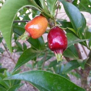 Cherry of the Rio Grande – Live Tree | Rare Tropical Fruit Tree
