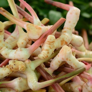 May include: Close-up of a pile of fresh galangal rhizomes. The rhizomes are a creamy white color with pink and brown stems. The image shows the texture and shape of the galangal, a common ingredient in Southeast Asian cuisine.