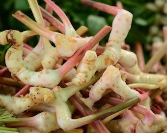 May include: Close-up of a pile of fresh galangal rhizomes. The rhizomes are a creamy white color with pink and brown stems. The image shows the texture and shape of the galangal, a common ingredient in Southeast Asian cuisine.