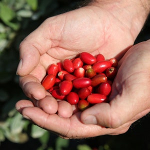 Fresh Miracle Berry fruit