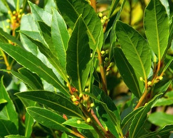 Culinary Bay Laurel Tree – Laurus Nobilis Evergreen Herb Starter Plant